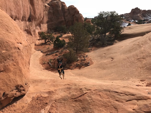 Hiking dog in Utah.