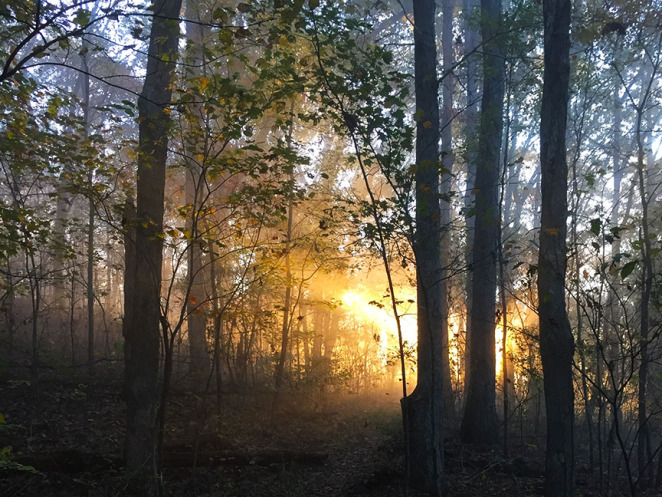 Light filters through the trees on a beautiful morning on the Ozark Highlands Trail.