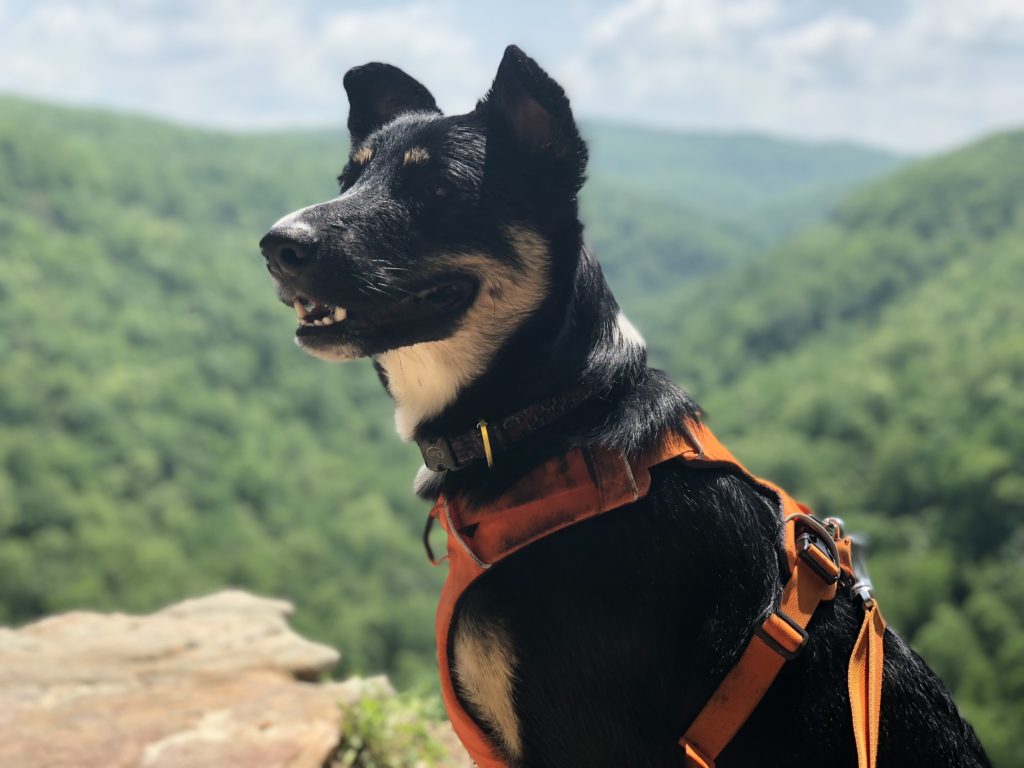 Pet-friendly adventure: hiking at Hawksbill Crag in Northwest Arkansas.