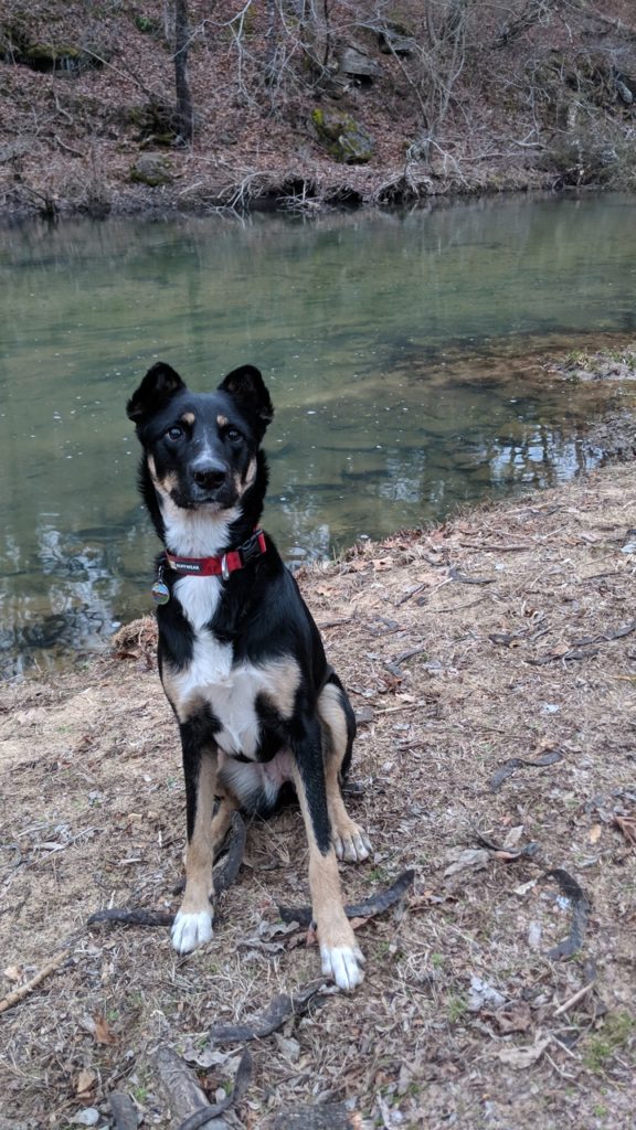 Kona poses for a pic only because we're holding a stick behind the camera.