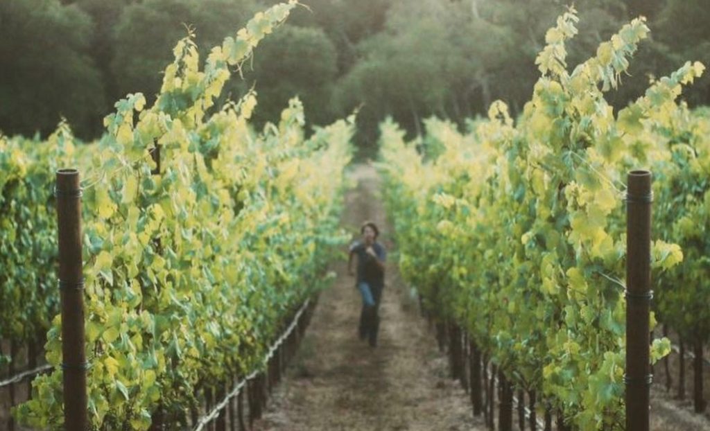 Running through a Californian vineyard.