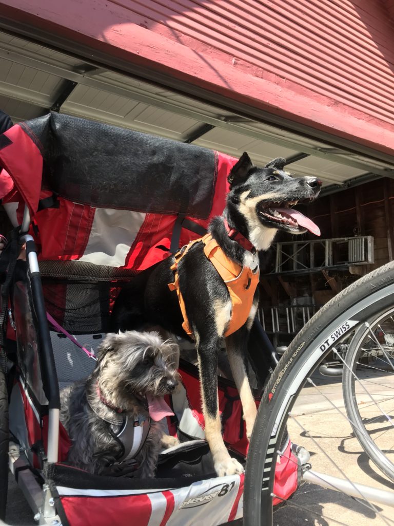 Pet-friendly adventure: dog bike trailer.