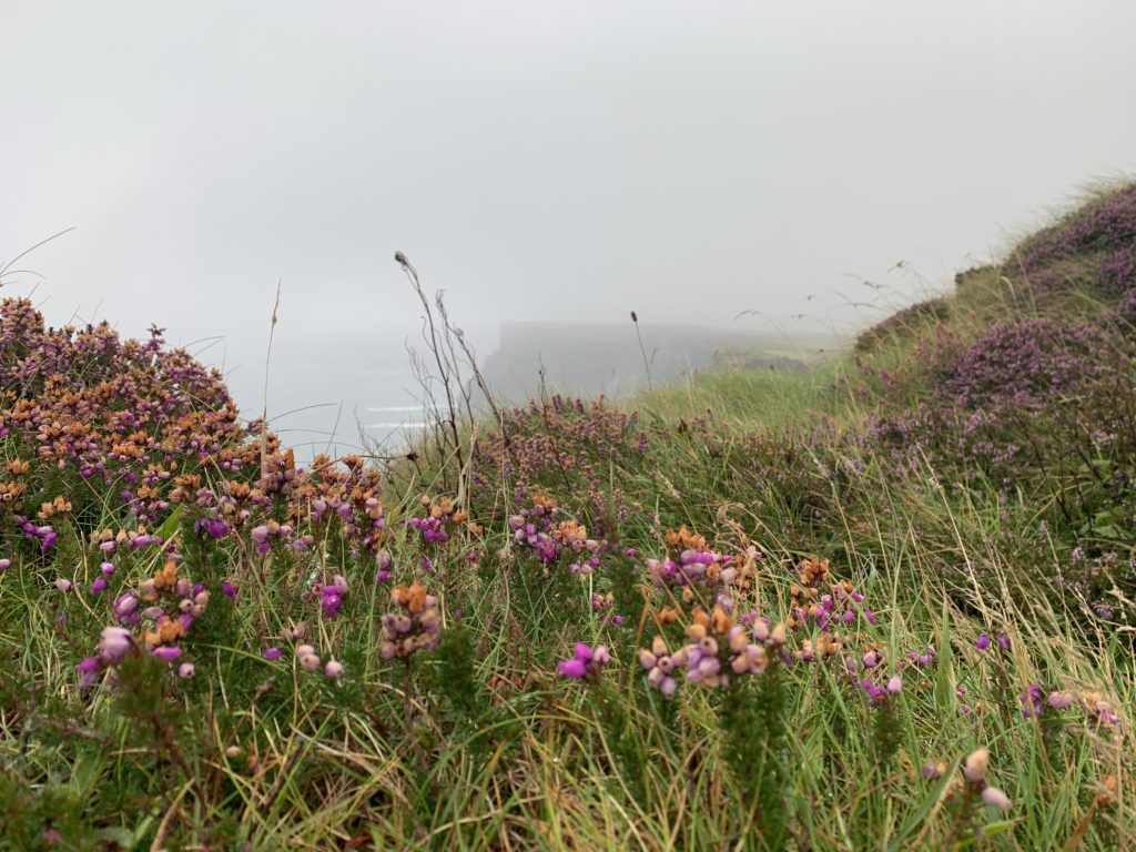 Flowers along the Cliffs of Moher, Ireland