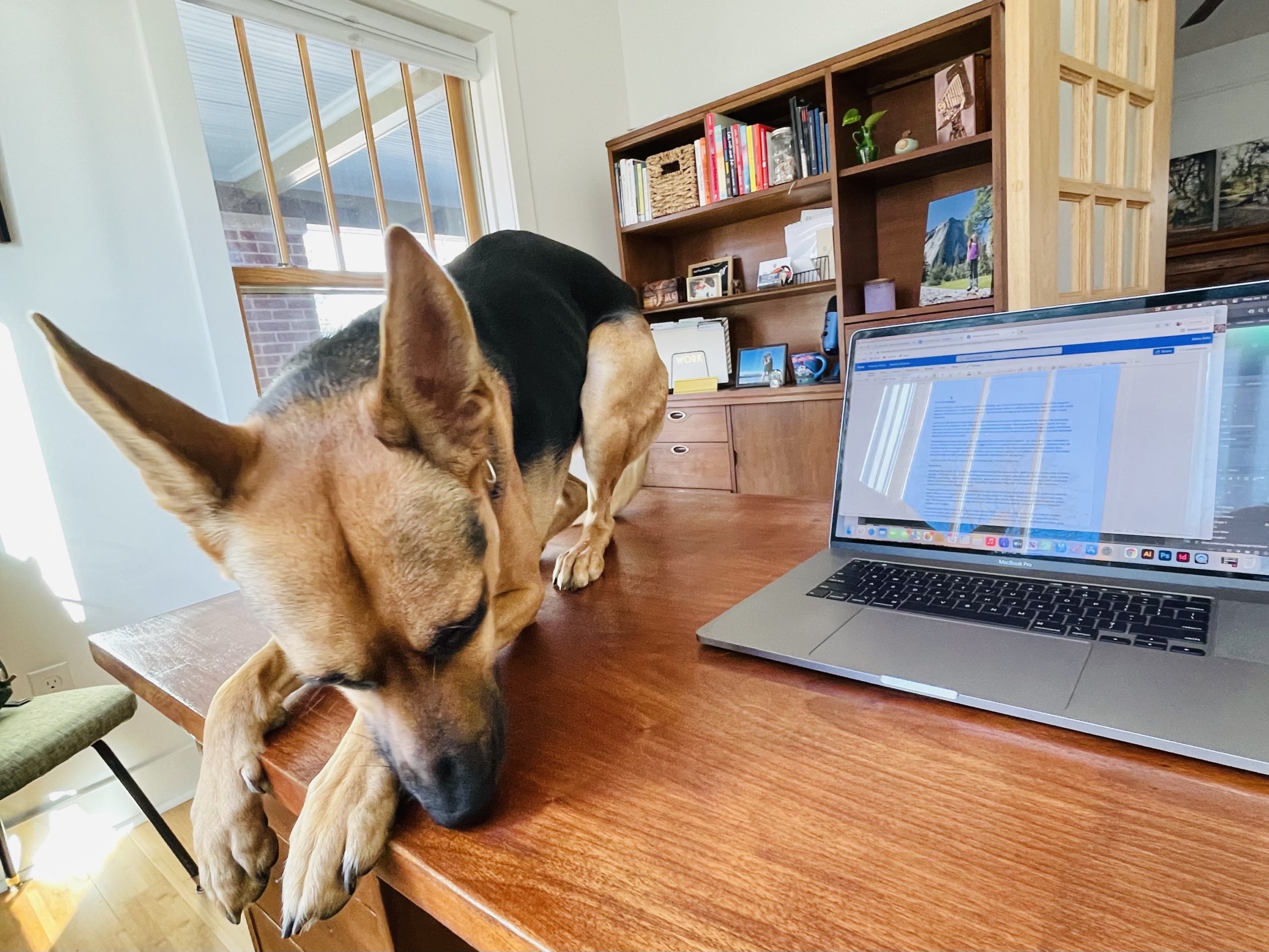 Dog laying on desk while working from home